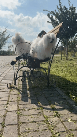 Small white dogs spotted resting in Fontanka park