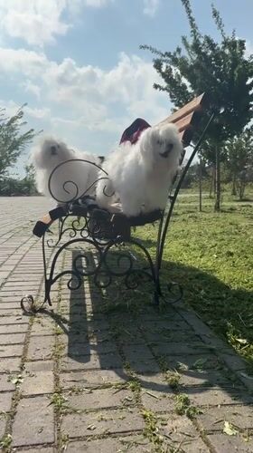 Small white dogs spotted resting in Fontanka park