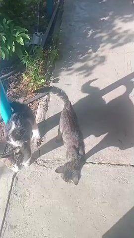 The video captures a sunny day in Jıbek joly, Kazakhstan. Two domestic cats, one with tabby markings and the other with a mix of grey, white, and black fur, are the main subjects. They are positioned on a concrete surface, possibly a walkway or patio, with a blue pole nearby. Lush green foliage is visible in the background, suggesting an outdoor setting with vegetation. Sunlight casts distinct shadows on the ground, indicating it's likely daytime. The cats appear engaged with something on the ground, possibly food, as they are both bending down with their heads near the concrete. Their postures suggest curiosity and a focused activity. The scene is casual and appears to be a moment from everyday life, capturing the animals in a natural environment. There is no visible text in the video.
