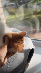 Cat naps, birch trees, and sprouting seeds in St. Petersburg