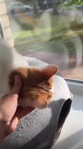 Cat naps, birch trees, and sprouting seeds in St. Petersburg