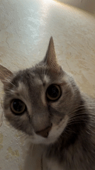 Gray tabby cat photographed multiple times in Krasnoyarsk
