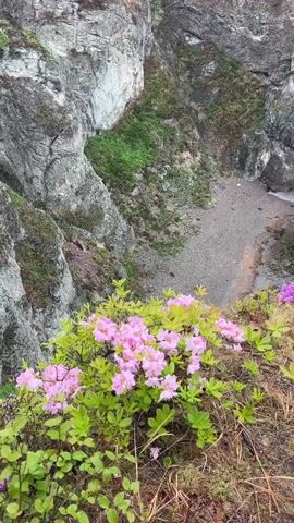 The camera pans up from pink and purple flowers in the foreground, revealing a rocky coastal landscape. A small beach is nestled between steep cliffs, leading to a cove with clear water. The coastline stretches along a hillside covered in green vegetation, meeting the grey, overcast sky.