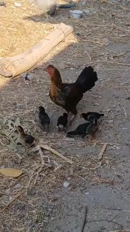 A rooster stands over a group of chicks. A calico kitten enters the scene from the lower right, then exits frame to the right. The rooster watches the kitten. The chicks are pecking at the ground. The ground is dirt and dried leaves. There is a log in the background.
