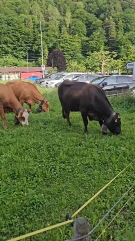 Here is a description of the video.

The video shows three cows grazing in a grassy field. Two of the cows are brown, and one has a white face. The third cow is black. All three cows are wearing bells around their necks. In the background, there is a lush green forest, a parking lot with several cars, and a building with a red roof. The sky is blue with scattered clouds. A yellow electric fence runs along the bottom of the frame, separating the viewer from the cows. The camera pans slightly, capturing more of the idyllic landscape. The sound of the cowbells is audible.