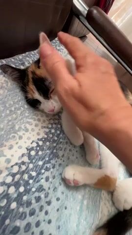 This video shows a close-up of a calico kitten sleeping on a blue and white patterned blanket. A hand is gently petting the kitten's head. The kitten has white, black, and orange fur and is wearing a small yellow bell on a collar. Its eyes are closed, and its expression appears peaceful. The setting appears to be indoors, possibly on a couch or chair, with hints of wooden furniture in the background. The lighting suggests it could be daytime. The activity is simple and intimate: a person showing affection to a sleeping pet.
