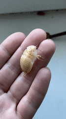 Domestic pet and insect interactions documented in Nizhny Tagil