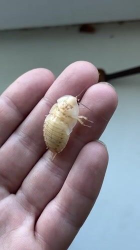 Domestic pet and insect interactions documented in Nizhny Tagil