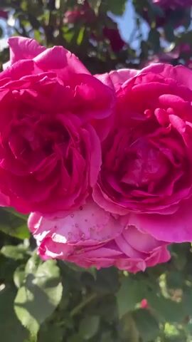 A close-up shot focuses on a cluster of vibrant pink roses in full bloom. The roses are a deep, rich pink, with many petals layered intricately to form their classic shape. Sunlight dapples through the leaves, highlighting the delicate textures of the petals and casting soft shadows. Green leaves surround the roses, some catching the light and appearing almost translucent, while others are a deeper shade of green. The background is a blur of green foliage and hints of blue sky, suggesting an outdoor setting bathed in natural light.

The perspective is low, looking up into the rose bush, which gives the flowers a sense of grandeur and abundance. The overall impression is one of natural beauty and tranquility, possibly captured on a sunny day. The focus is entirely on the floral subjects, with no people or man-made objects visible. The scene evokes a sense of peace and appreciation for the delicate beauty of nature. Given the location context of Aropakkuzi, Russia, it's likely a garden or park setting. The time of day appears to be daytime, with the bright sunlight indicating a clear or partly cloudy sky.