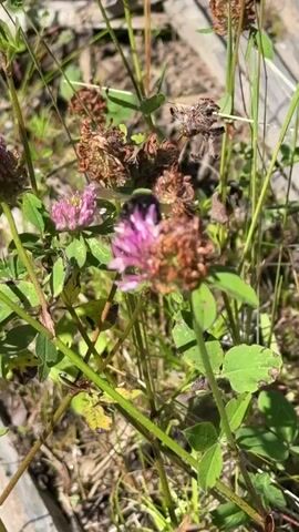 A bumblebee lands on a pink clover flower. The bee is fuzzy and black and yellow. The clover flower is small and pink with many petals. The background is out of focus and shows dry grass and dirt. The video is shaky.
