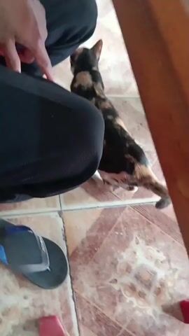 The video shows a tortoiseshell cat lying on its back on a tiled floor. The cat's hind legs are extended, and its front paws are raised. A person's legs are visible in the foreground, wearing black pants. The person's hand is reaching down towards the cat. The floor tiles are a light brown color with a decorative pattern. A flip-flop is visible on the floor to the left of the frame. The lighting suggests an indoor environment.