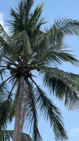 A low-angle shot of a tall palm tree against a bright blue sky with scattered clouds. The tree has a thick, textured trunk and numerous fronds that fan out towards the top. Several green coconuts are visible clustered around the base of the fronds. The fronds are a deep green, with some appearing slightly weathered or windblown. The overall impression is of a tropical setting.