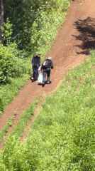 Dirt trail activity in a Russian woodland, June morning
