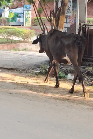 Gurgaon streets after midnight: strays, cows, and quiet roads