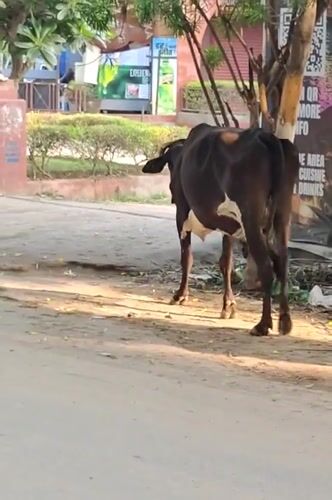 Gurgaon streets after midnight: strays, cows, and quiet roads