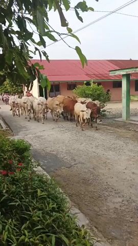A herd of approximately fifteen cattle, mostly light brown and white, are walking down a dirt road in single file. The cattle appear to be young and are being guided by two individuals on motorcycles who are positioned behind the herd, controlling their movement. In the background, a long, low building with a red roof and light-colored walls is visible. Some trees and green foliage are present on the left side of the road, and a satellite dish is mounted on the roof of the building on the right. The overall scene suggests a rural or semi-rural setting.