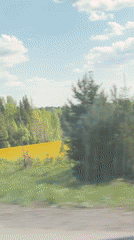 Driver passes yellow flower field in rural Russia