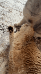 Orange tabby and gray fold hang out on a patterned rug