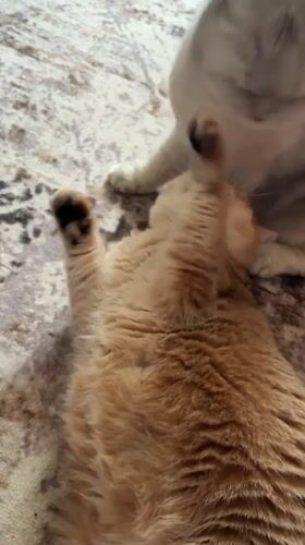 Orange tabby and gray fold hang out on a patterned rug