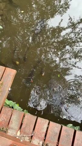 The video shows a murky pond with several dark-colored fish swimming near the surface. Some of the fish have their mouths open, appearing to feed. The water reflects the surrounding trees. A wooden walkway made of planks runs along the lower left side of the frame, with some green ivy growing on it. A small white snail is visible on the walkway. The pond appears to be in an outdoor setting, possibly a garden or park.