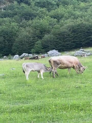 The video shows two cows in a grassy field. One cow, which is lighter in color, appears to be a calf and is nursing from a larger, darker colored cow. The cows are in the foreground, with a wooded hillside in the background. There are other cows scattered in the background, some of which are lying down. The field is green and appears to be covered in small white wildflowers. There are also some large rocks in the field. The overall scene is a pastoral landscape.