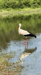 White stork forages across water and fields in Sushina