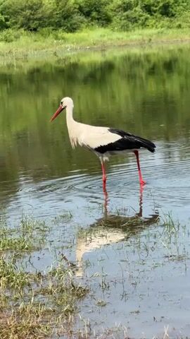 A white stork with a red beak and legs, and black wing feathers, walks in shallow water. The water reflects the green trees on the far bank. The stork steps carefully, occasionally lowering its head as if to feed. Its reflection is clearly visible in the water.