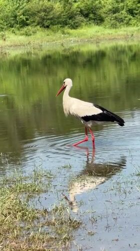 White stork forages across water and fields in Sushina