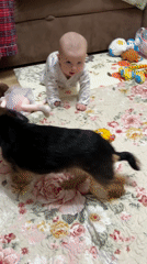 Baby plays with Yorkshire terrier on blanket in Sochi