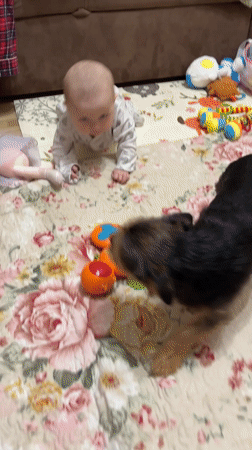Baby plays with Yorkshire terrier on blanket in Sochi