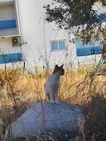 The video opens with a view of a white and tan cat sitting on a rock, surrounded by dry grass. A building with blue windows is visible in the background. The camera then pans to the right, showing more of the dry grass and some trees. Another cat, this one orange, appears near the base of a large tree, looking at the camera. The video continues to show the orange cat in the grassy area, with the building still visible in the background.