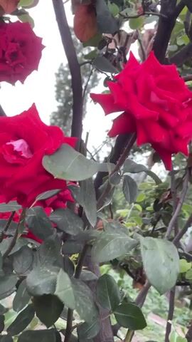 This is a close-up video of several red roses on a rose bush. The roses are in various stages of bloom, with some fully open and others still budded. The video pans across the roses, showing their vibrant red petals and green leaves. The background is blurred, but appears to be an outdoor garden setting with trees and other greenery. The lighting suggests it is daytime. There are no people or animals visible in the video. The overall impression is one of natural beauty and tranquility.