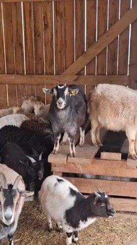 The image displays a group of goats within a rustic wooden barn or enclosure in Ludorvai, Russia. A black and grey goat, prominently featured in the center, stands on a raised wooden platform. It has short horns and a yellow ear tag on its right ear, and appears to be looking directly at the camera with its mouth slightly open, suggesting it might be vocalizing. To its right, a light-colored, shaggy-haired goat also occupies a wooden platform.

In the foreground, a black and white spotted goat with small horns is positioned on the straw-covered ground, looking towards the right. Several other goats of various colors, including black, brown, and lighter shades, are visible in the background, appearing to be crowded together on the ground and behind the central figures.

The setting is characterized by rough-hewn wooden planks forming the walls and platforms of the enclosure, indicative of a simple farm or rural environment. Natural light illuminates the scene, suggesting it is daytime. The goats appear calm within their surroundings.