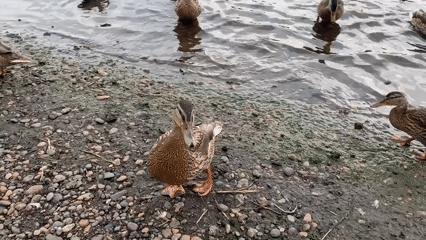 Mallard ducks gather at a Krasnoyarsk shoreline