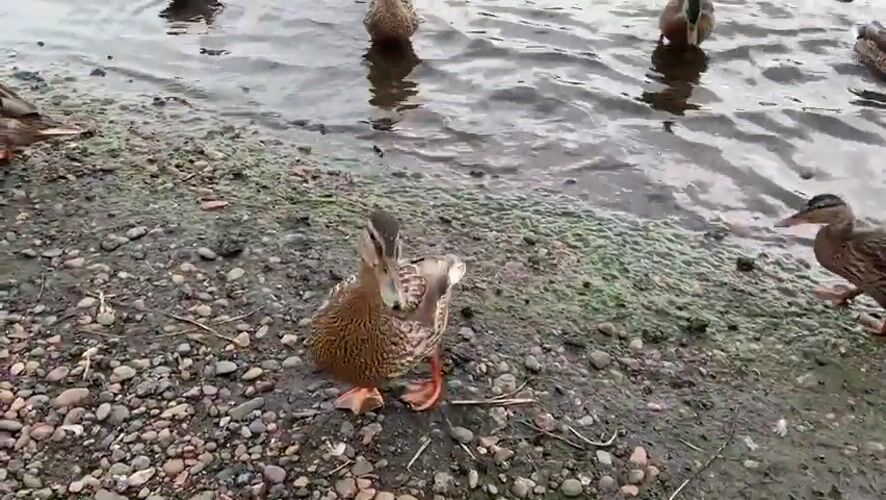 Mallard ducks gather at a Krasnoyarsk shoreline