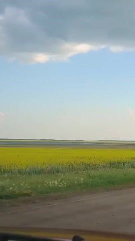 This video shows a view from a vehicle looking out at a wide, flat landscape under a partly cloudy sky. In the foreground, a dirt road is visible, suggesting the perspective is from inside a car or truck. Beyond the road, there is a field of bright yellow flowers, likely canola, bordered by green grass and other vegetation. In the distance, there appears to be a body of water or a very flat expanse of land. The overall impression is of a rural, agricultural setting.
