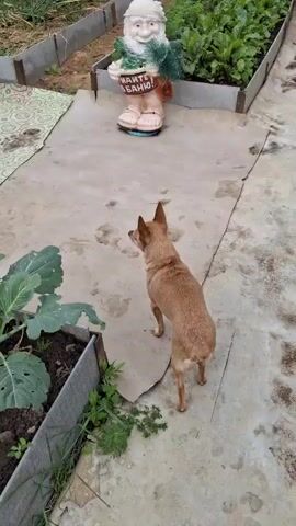 A small, brown dog stands on a light-colored concrete path in what appears to be a garden or backyard. The dog is facing a decorative garden gnome that is placed on a light-colored mat. The gnome is white and appears to be made of ceramic or plaster, with a long white beard, a red hat, and is holding a sign that says "ПАУТНЕ БАНИ!" (which translates to "spider bath!" in Russian). Behind the gnome are raised garden beds with green plants. To the left of the dog are more raised garden beds with large green leaves. The ground is a mixture of concrete and dirt with some patchy vegetation. The lighting suggests it is daytime, and the weather appears to be mild. In the middle of the video, a person's legs, wearing dark pants and shoes, walk across the scene from right to left, passing behind the dog. The dog briefly looks towards the person.