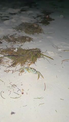 The video shows a light-colored crab on a sandy beach. The crab is positioned in the foreground, facing slightly to the right. It has multiple legs and claws visible. Behind the crab, there are piles of dried seaweed and debris scattered on the sand. The lighting suggests it might be nighttime or dusk.