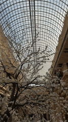 Moscow commercial space with flowering tree filmed from below