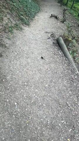 A small rodent is foraging on a gravel path. The path is surrounded by vegetation and features a wooden post on the right side of the frame. The rodent moves from the center of the path to the right, sniffing and nibbling at something on the ground. The video is shot from a low angle, close to the ground.