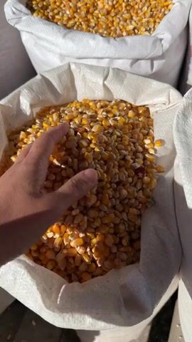 A close-up shot displays a person's hand scooping up corn kernels from a white sack, partially filled with more kernels, with another sack visible in the background also filled with corn. The person's hand is in focus, showing the texture of the skin and the corn kernels they're holding. The lighting is bright, highlighting the golden color of the corn and the white of the sack. The scene appears to be outdoors.