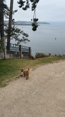 Quiet coastal walk along Sanxenxo's shoreline path
