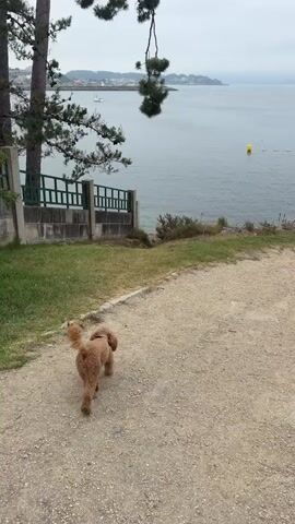 A small, reddish-brown poodle walks on a gravel path next to a grassy area. In the background, there is a body of water, likely the sea, with a distant coastline and buildings. A yellow buoy floats in the water. A green metal railing runs along the edge of the grassy area, separating it from a concrete structure. Trees with pine needles hang over the scene, casting shadows. The sky is overcast, suggesting it is a cloudy day. The overall atmosphere is calm and serene. There is no visible text in the media file. The poodle appears to be enjoying its walk, and the setting offers a peaceful, natural environment. The location appears to be a coastal area, possibly a park or a scenic overlook. The time of day is difficult to determine precisely due to the overcast sky, but it seems to be daytime.