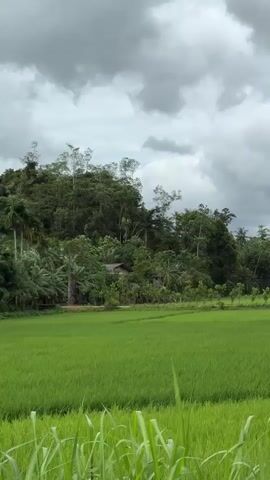 The video presents a wide shot of a lush green rice field under an overcast sky. In the mid-ground, a dense tropical forest with various trees, including tall palm trees, rises, partially obscuring a small house or structure within its foliage. A narrow, unpaved pathway cuts through the vibrant green rice paddies, extending towards the distant treeline. The foreground features several blades of tall green grass or similar plants. The sky is filled with heavy grey clouds, indicating a cloudy day. There are no people or animals visible, and no specific activities are taking place in the scene. The ambient audio includes a faint, distant motor sound. The overall impression is a tranquil, rural landscape.