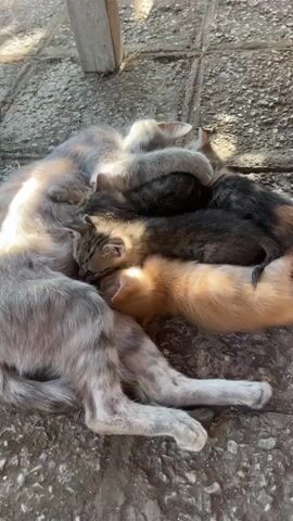 A calico cat lies on its side on a paved surface, curled into a circle. Five kittens are nestled in its fur, also sleeping. The kittens are of various colors including orange, gray tabby, and calico. The scene is lit by sunlight, casting shadows on the ground. A wooden post is visible in the upper background.