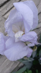 Nature walk documented through Dnipro parks and gardens