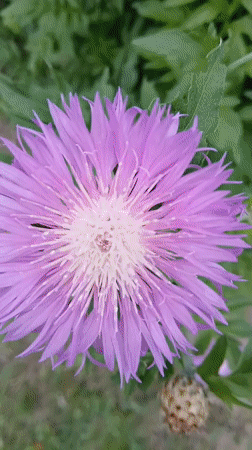 Nature walk documented through Dnipro parks and gardens
