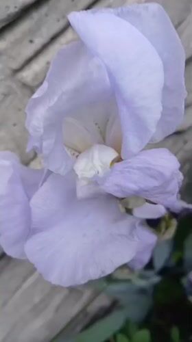 Nature walk documented through Dnipro parks and gardens