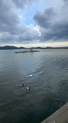 Morning waterfowl activity observed at Fethiye lakeside park