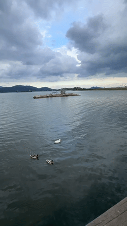 Morning waterfowl activity observed at Fethiye lakeside park